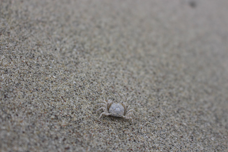Песчаный крабик